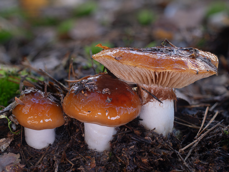 Cortinarius mucosus Cortinarius mucosus